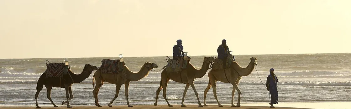 Guided camel ride in Essaouira