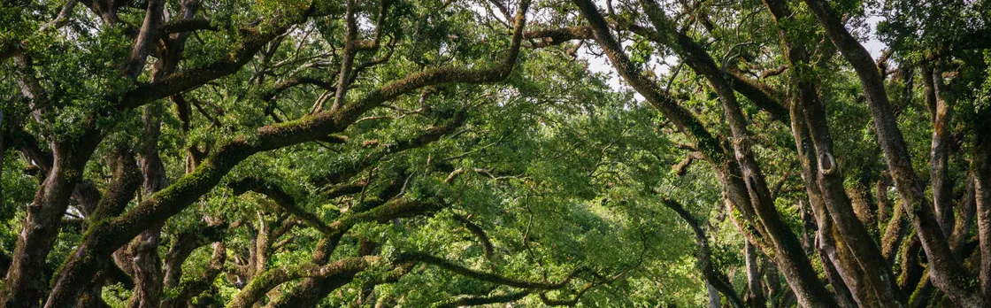Oak Alley Plantation Tour