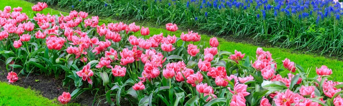 Windmill Cruise and Access to Keukenhof Gardens with Audioguide