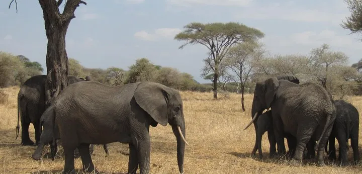 Tarangire National Park: Guided Day Tour from Arusha