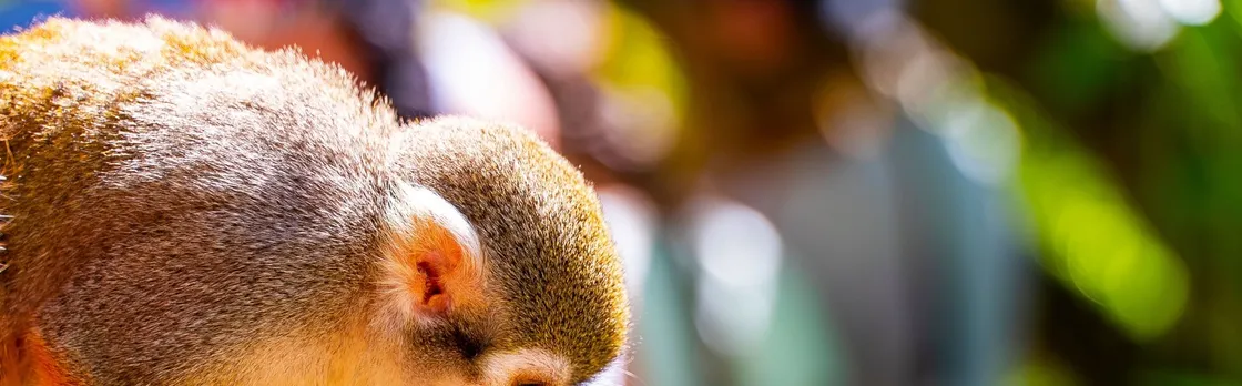 Monkeyland adventure park