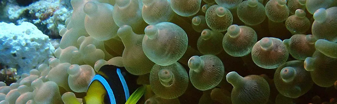 PADI Discover Scuba Diving from RIU Atoll and RIU Palace Maldivas