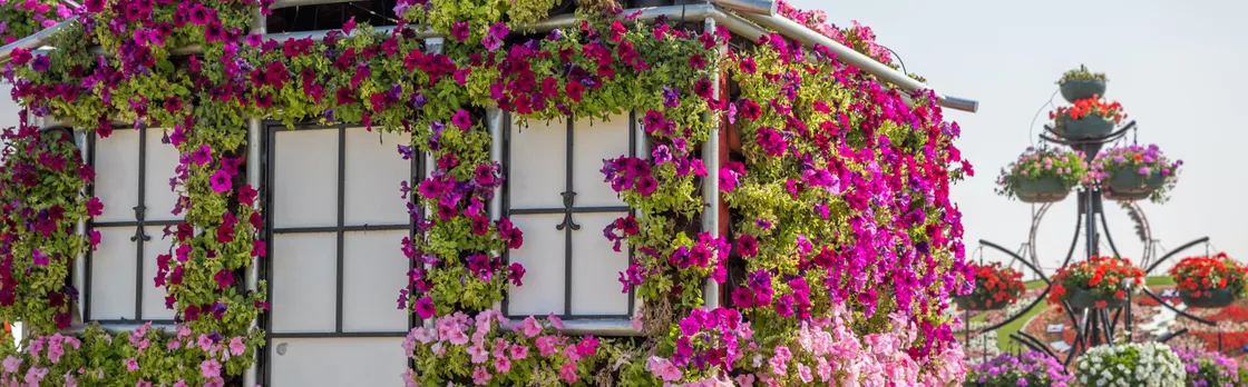 Miracle Garden Entrance Ticket