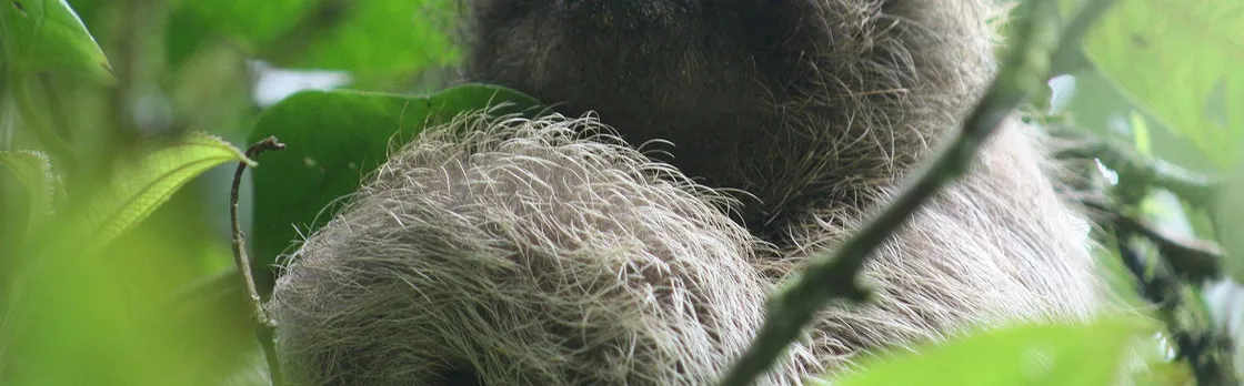 Sloth Adventure Tour
