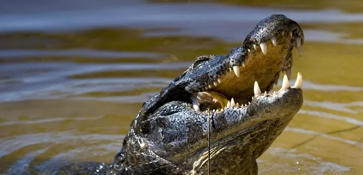Jungle Crocodile Safari & Jaco Beach from San Jose