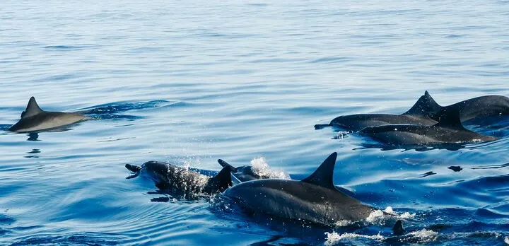 Private Full-Day: Dolphin & Monkey Jungle Adventure