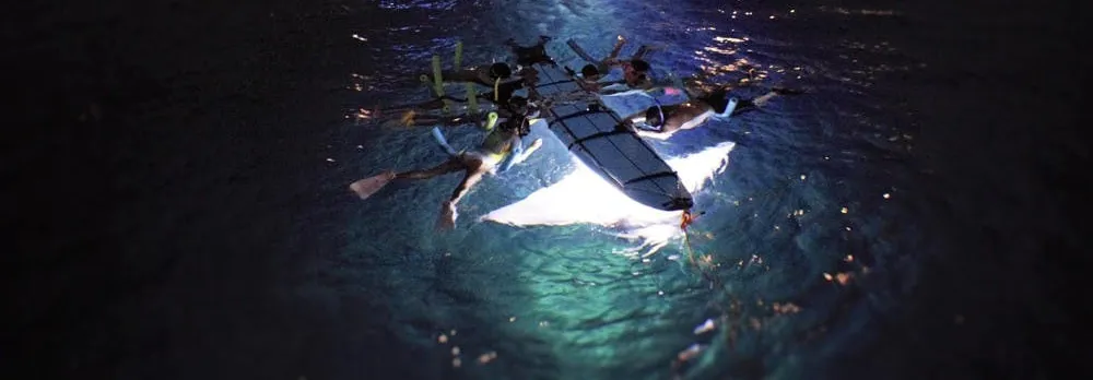 Late night manta ray snorkel experience
