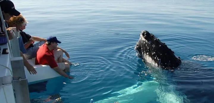 Mirissa Whale Watchin Tour From Hambantota