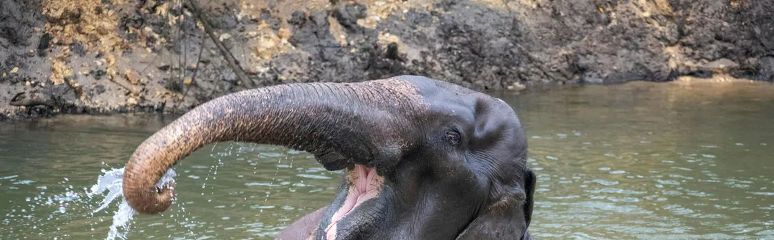 Koh Samui Elephant Experience