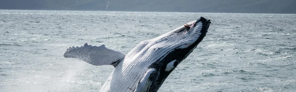 Húsavík whale watching tour in Skjálfandi Bay