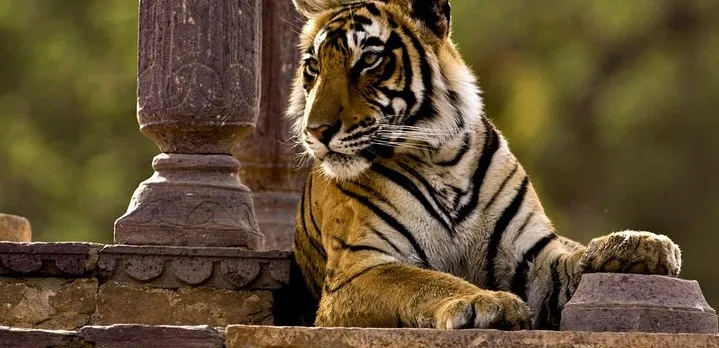One Way Tour From Agra To Jaipur With Ranthambore Tiger Safari