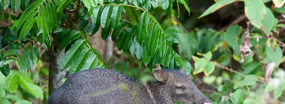 Hacienda Baru Wildlife Nature Tour from Manuel Antonio