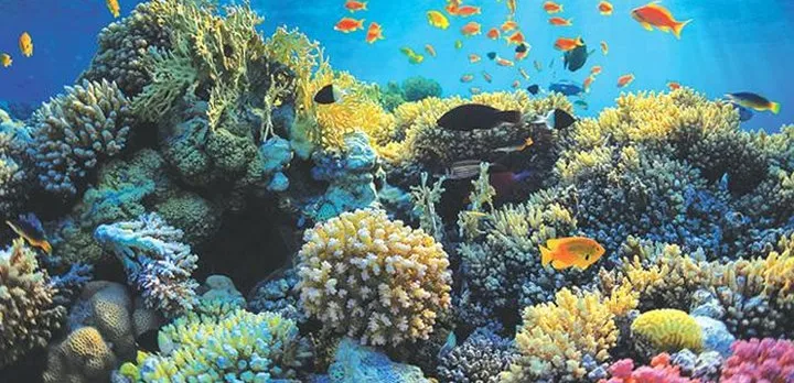 Boat safari & Hikkaduwa coral reef visit including Galle city from Hambantota