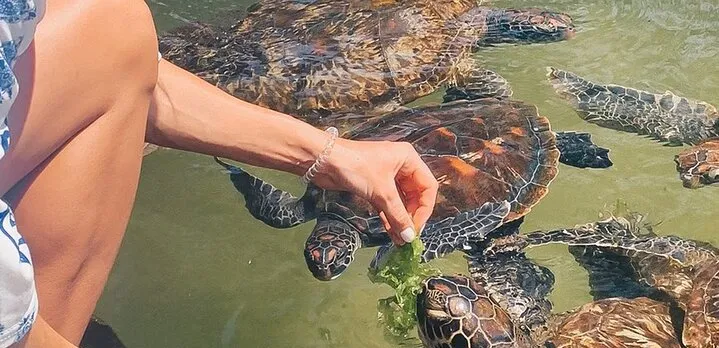 Mnemba Island, Nungwi Village & Sea Turtle Experience