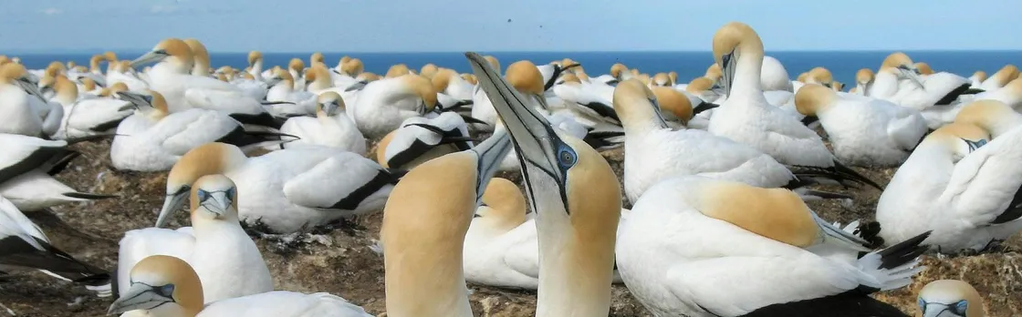 Muriwai Beach and Gannet Eco Tour with Wine Tasting