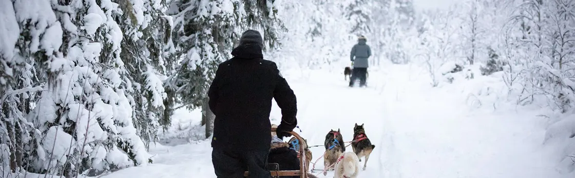 Levi self-driving husky sled tour