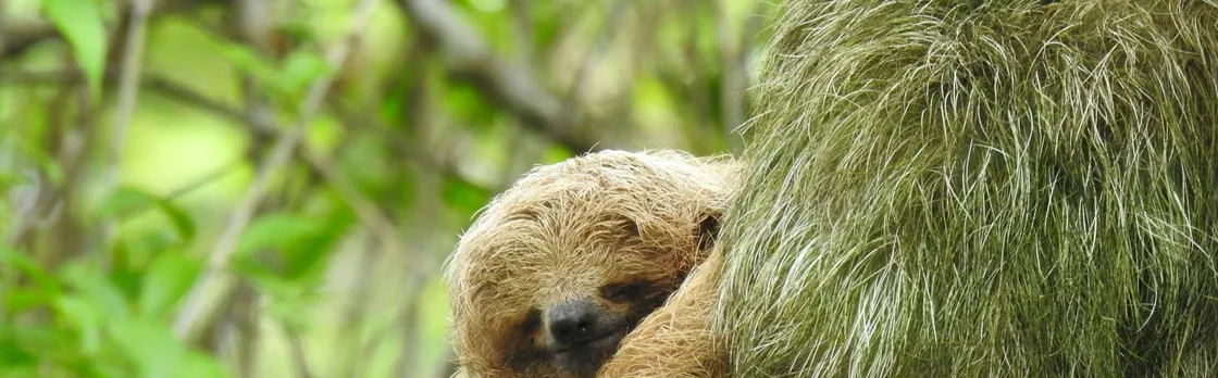 Guanacaste Wildlife Tour