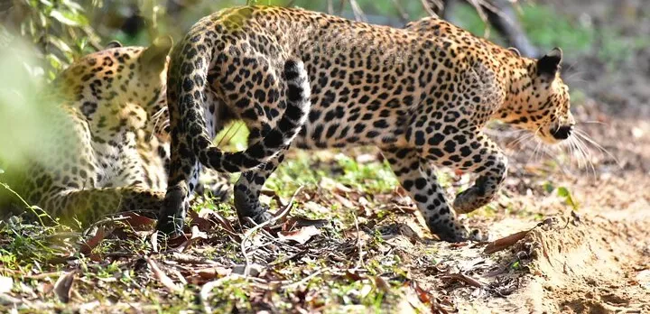 Wilpattu Half Day Safari From Anuradhapura
