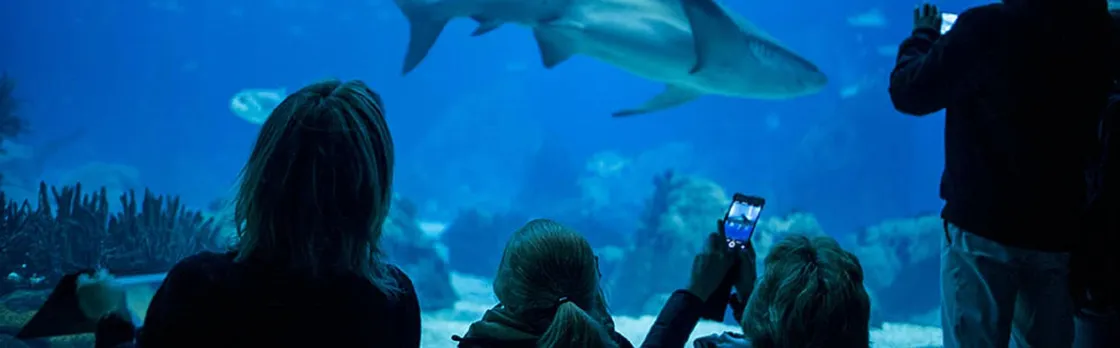 Lisbon Oceanarium entrance tickets
