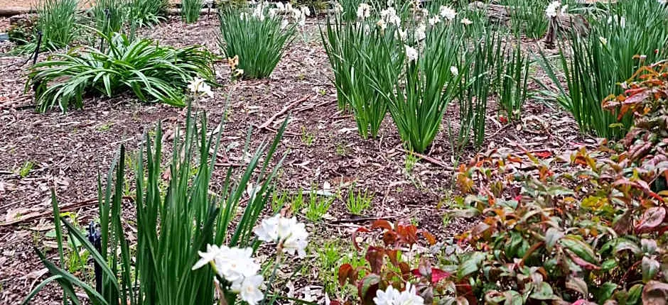 Barossa Country Cottages