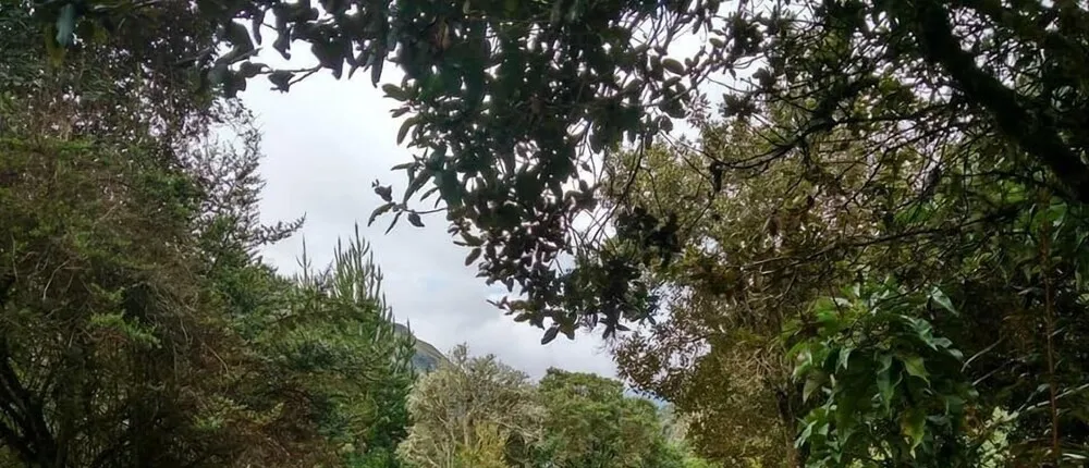 Termas El Pantanal