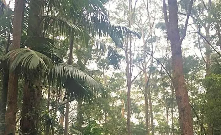 Springbrook Mountain Chalets