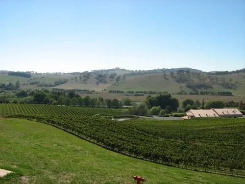 Turners Vineyard
