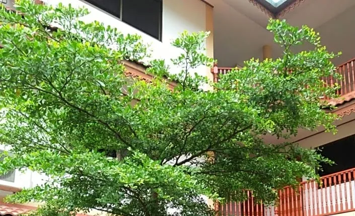 Villa Oranje Chiang Mai