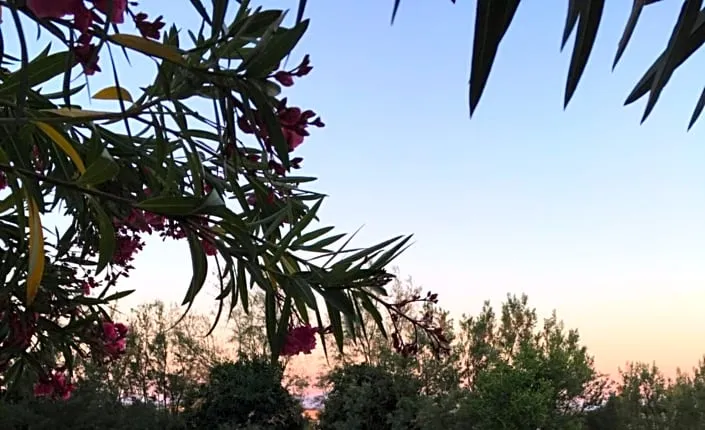 Il Lauro