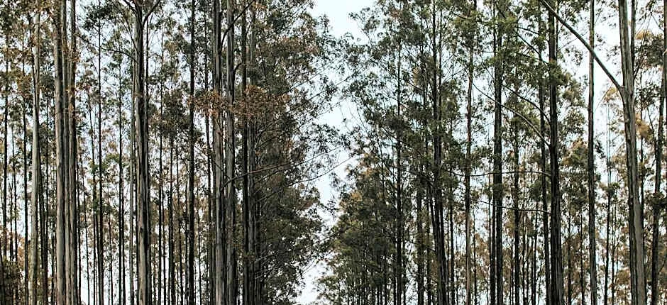 Clover Cottage Country Retreat