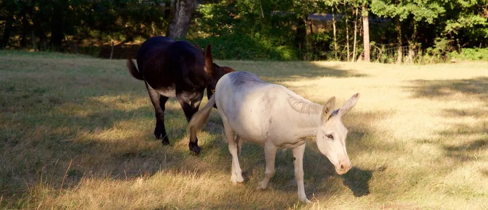 Ferme de Samson Appartement