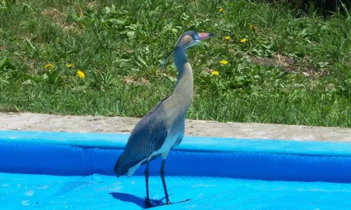 La Reserva Natural Chalet