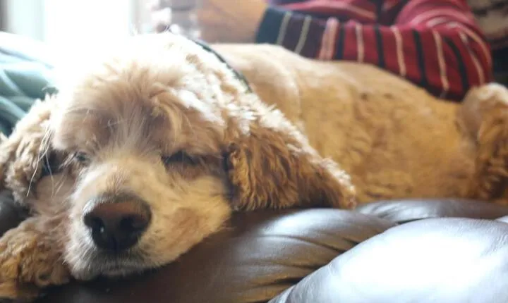 Sunshine House Bed&Breakfast