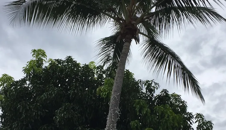 Tres Palmas Inn & Villas