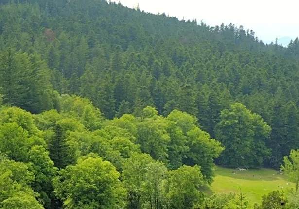 Hotel Rifugio la Foresta