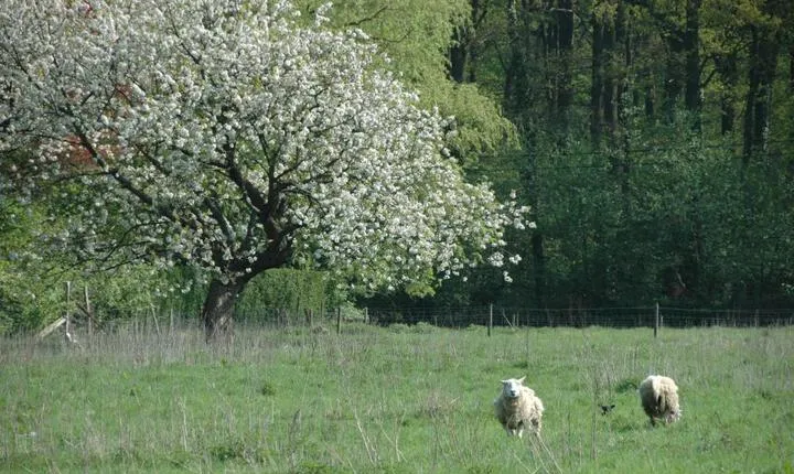 Gastenlogies Blauwe Schaap