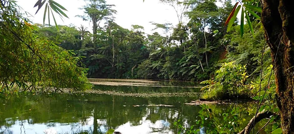 Rainforest Eco Lodge