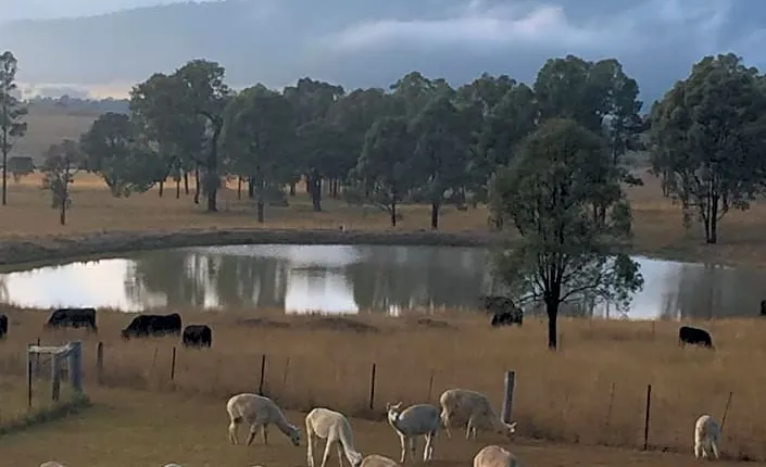 Starline Alpacas Farmstay Resort