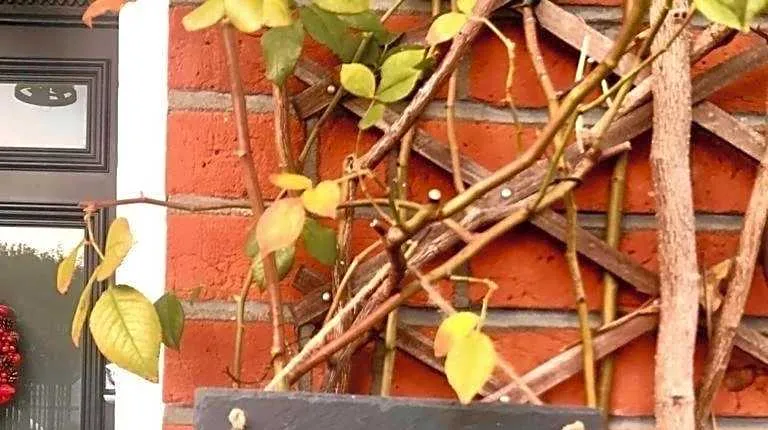 Georgiana's Guesthouse