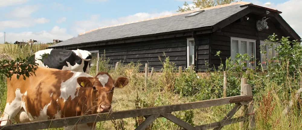 Bull Farm Studios