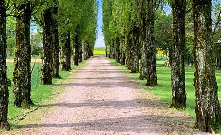 L’allée des peupliers