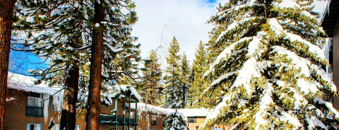 Forest Suites Resort