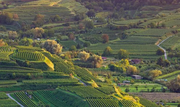 Winzerhof Henkenberg