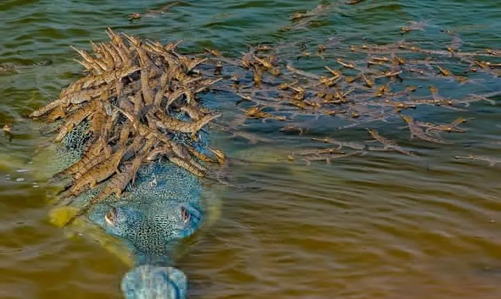 Tajmahal overnight tour with Alligators Safari 
