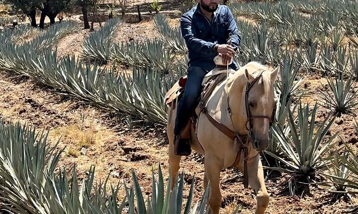 Visit to Tequila and Horseback Riding Among the Agave Landscape
