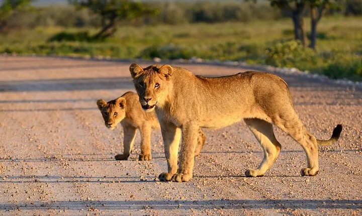 Tarangire National Park Full-Day Safari Experience