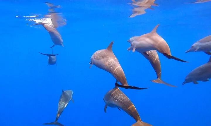 Huatulco Ocean Adventures