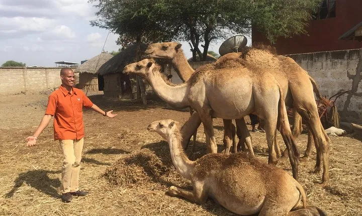 Arusha Snake Park, Camel Ride, Shanga & Arusha Cultural Heritage - Full Day Trip