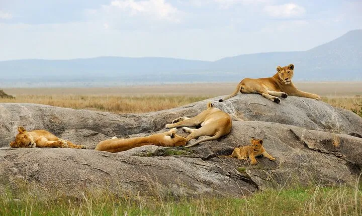 3 Days Tour Masai Mara Safari from Nairobi