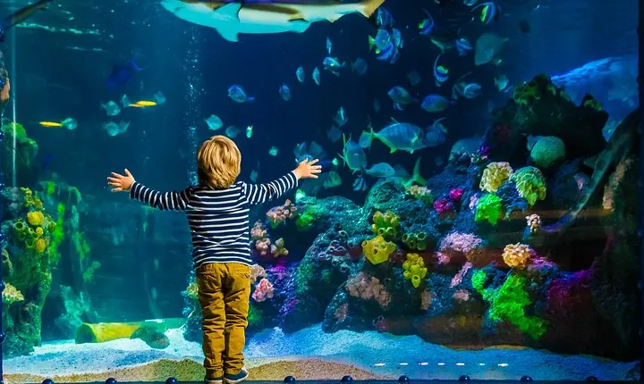 SEA LIFE Timmendorfer Strand Admission Ticket